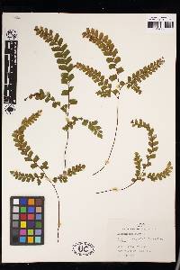 Adiantum hispidulum image