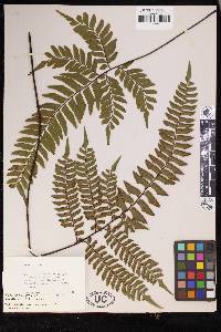 Adiantum villosum image