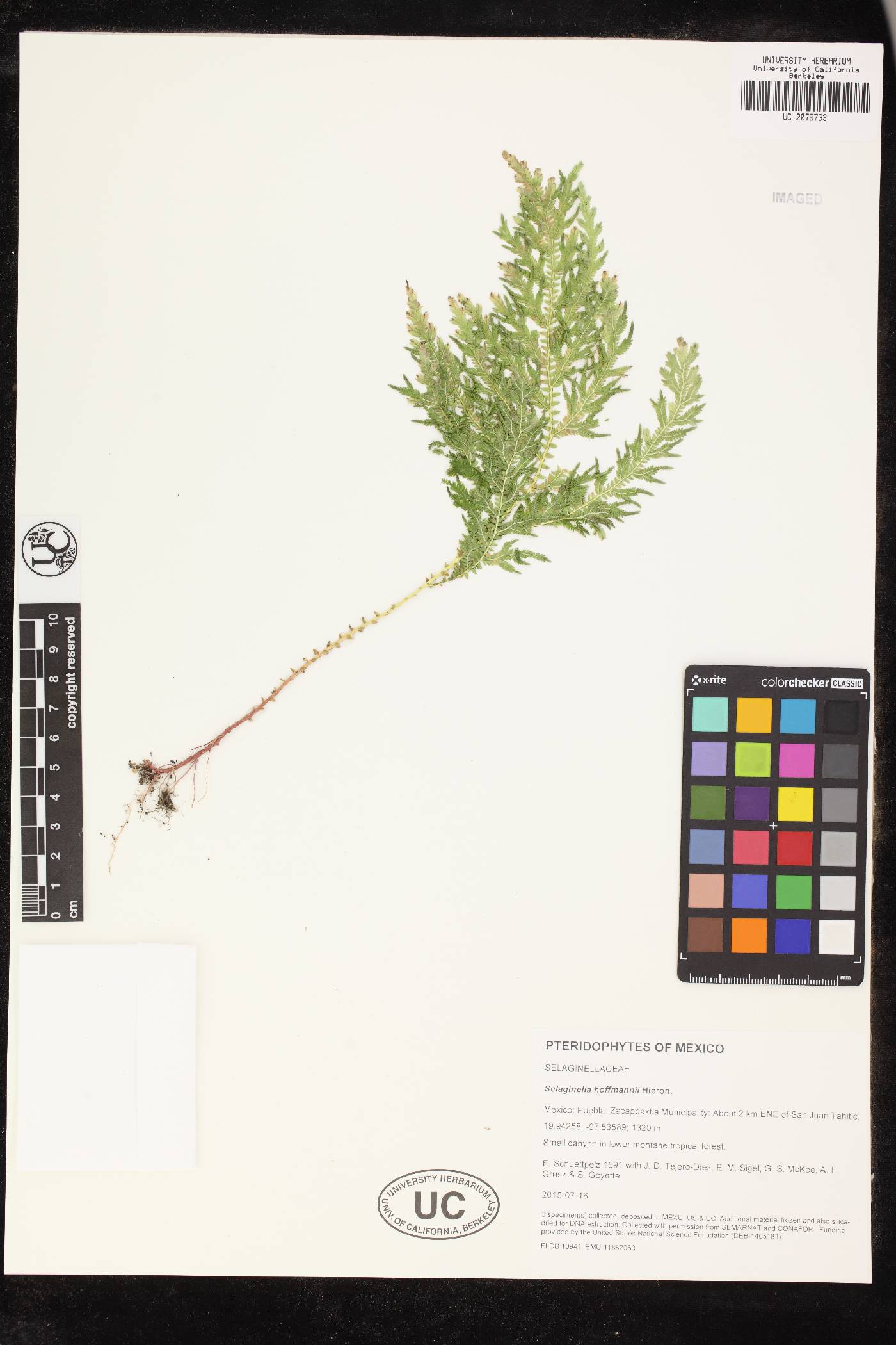 Selaginella hoffmannii image