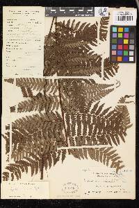 Alsophila acuminata image