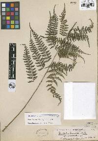 Dennstaedtia glabrata image