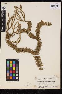Phlegmariurus phyllanthus image