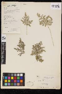 Selaginella braunii image