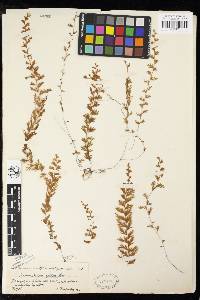 Hymenophyllum capillare image