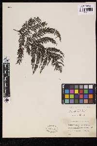Callistopteris apiifolia image