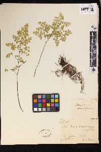 Adiantum chilense var. sulphureum image