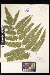 Pteris argyraea image