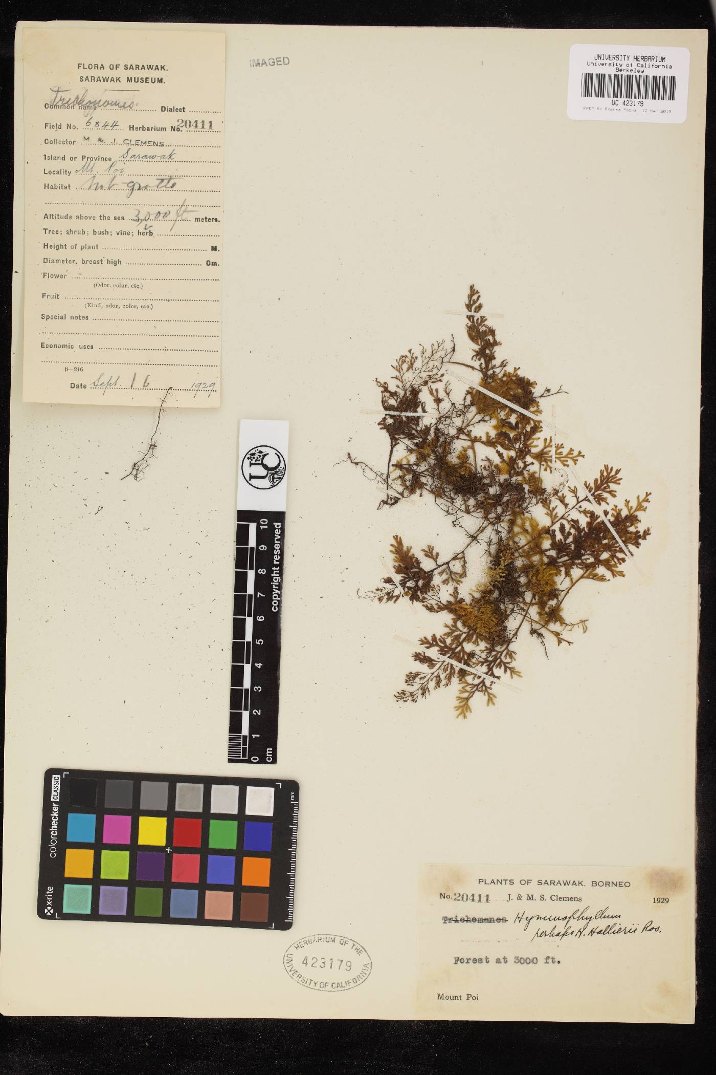 Hymenophyllum hallierii image