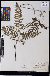 Adiantum latifolium image