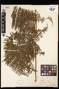 Pteris mertensioides image