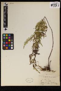 Image of Pteris deltea