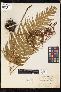 Plagiogyria stenoptera image