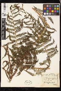 Cyathea chimborazensis image