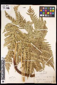 Pteris comans image