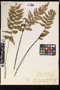 Adiantum obliquum image