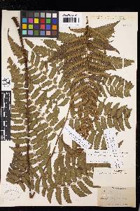 Cyathea pungens image