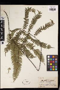 Adiantum tetraphyllum image