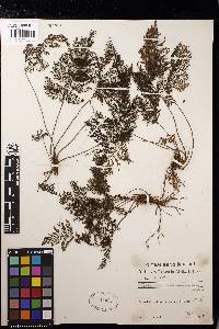 Trichomanes cupressoides image