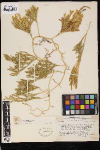 Austrolycopodium magellanicum image