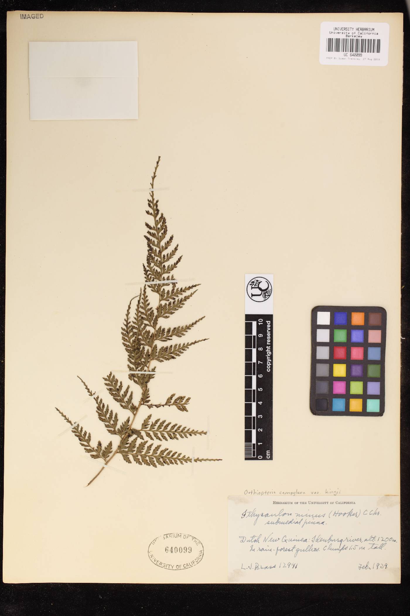 Saccolomataceae image