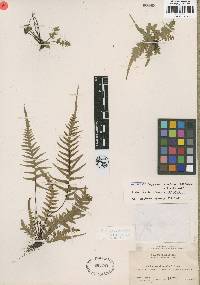 Asplenium ebenoides image