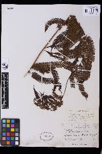 Alsophila angiensis image
