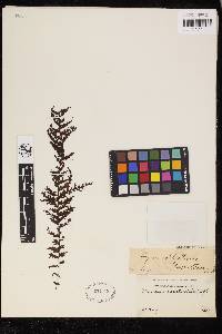 Hymenophyllum exsertum image
