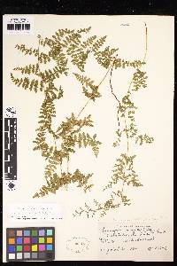 Tryonia myriophylla image