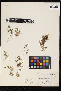 Didymoglossum mindorense image