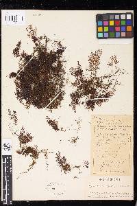 Hymenophyllum subdemissum image