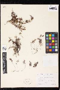 Hymenophyllum subdemissum image