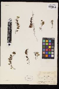 Hymenophyllum brevifrons image