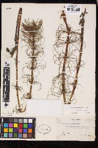 Equisetum telmateia image