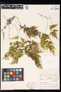 Hymenophyllum demissum image