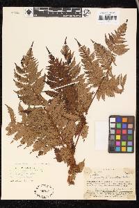 Cyathea affinis image
