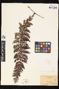 Vandenboschia collariata image