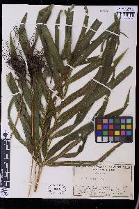 Pteris wallichiana image