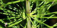 Image of Equisetum telmateia