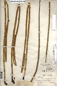 Equisetum hyemale image