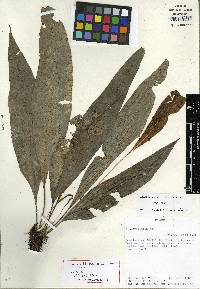 Elaphoglossum croatii image