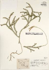 Lycopodium clavatum image