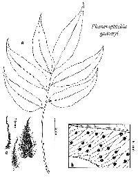 Phanerophlebia gastonyi image
