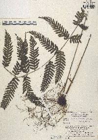 Asplenium athyrioides image