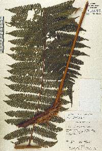 Cyathea acutidens image