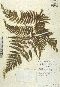 Cyathea microdonta image