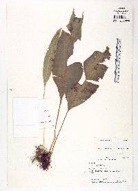 Elaphoglossum longistipitatum image