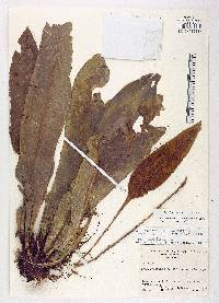 Elaphoglossum oblanceolatum image