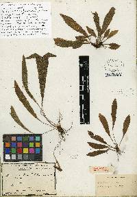 Elaphoglossum plumieri image