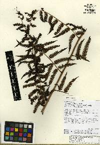 Cyathea lechleri image