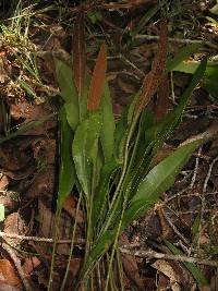 Elaphoglossum conforme image